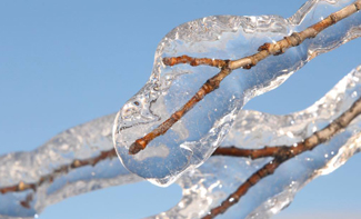 tree branches covered in ice