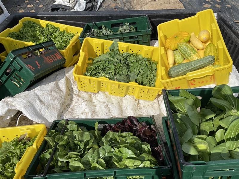 Vegetables Harvested from Hill Farm