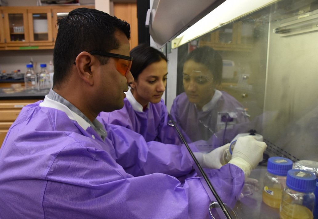 Harvesting Bacterial cellulose pellicle after fermentation.