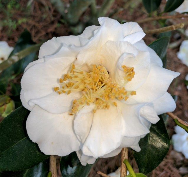 Mississippi Beauty White