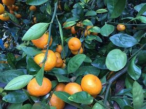 photo: satsumas