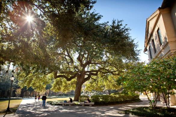 Oak trees in the Quad