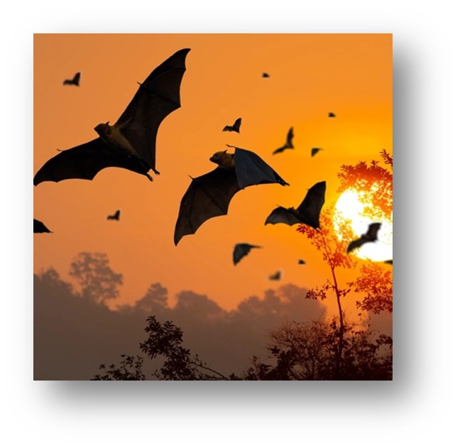 cartoon of bats flying