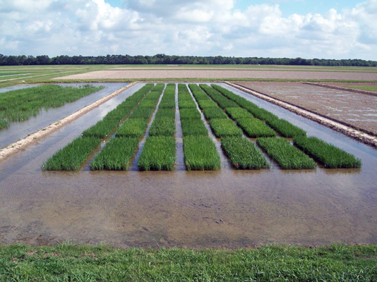 Rice varieties growing in a test field