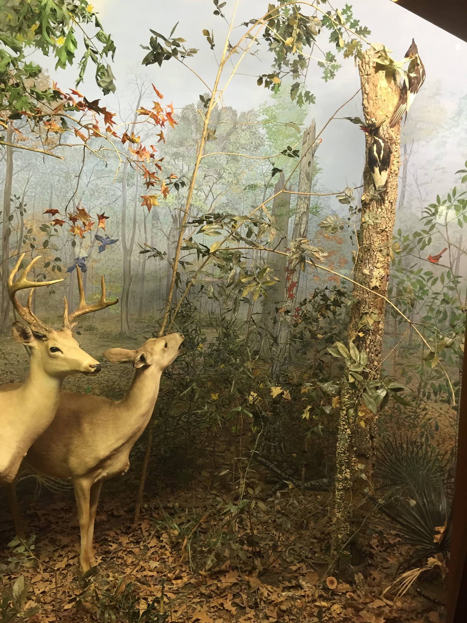 Deer and ivory billed woodpeckers in a bottomland forest