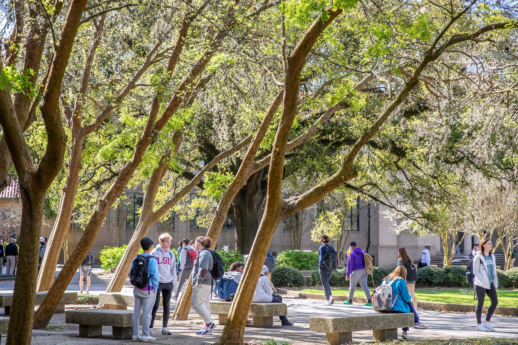 students in quad