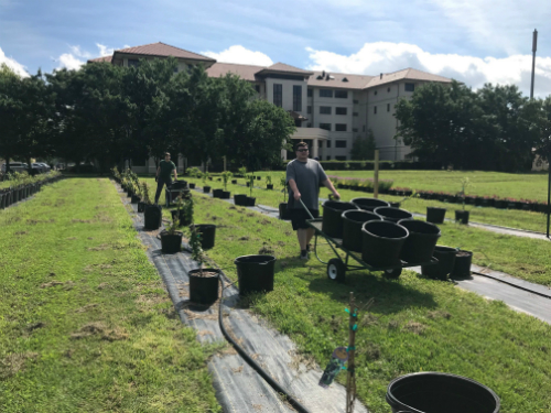 Students planting fruit trees at LSU Hill Farm