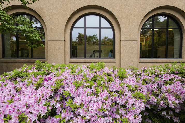  azaleas on campus