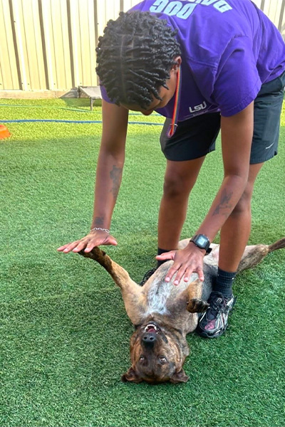 dog daycare worker playing with a dog in the yard