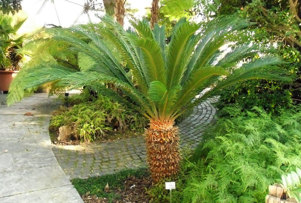 sago palm